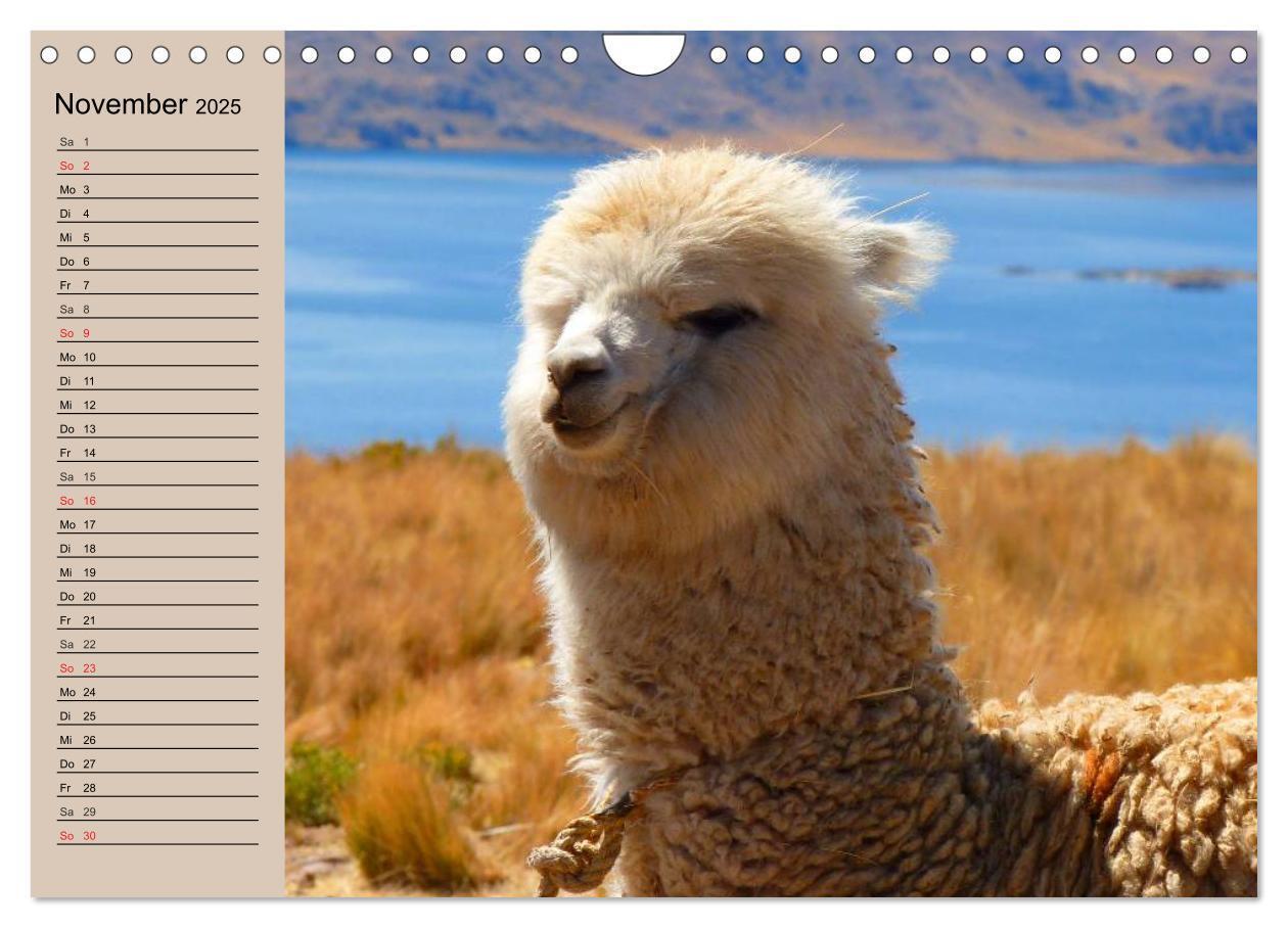 Bild: 9783435547036 | Alpakas und Lamas (Wandkalender 2025 DIN A4 quer), CALVENDO...