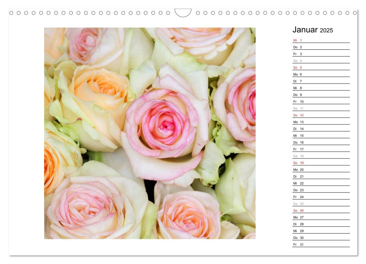 Bild: 9783435467761 | Die vielen Gesichter der Rosen (Wandkalender 2025 DIN A3 quer),...