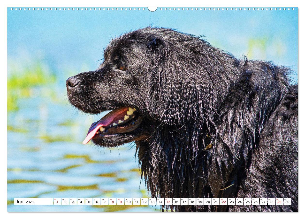 Bild: 9783435305650 | Neufundländer - Das Wasser ist ihr Element (Wandkalender 2025 DIN...