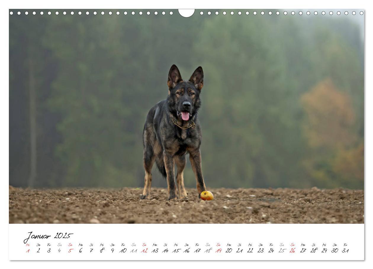 Bild: 9783435713554 | Der graue Deutsche Schäferhund (Wandkalender 2025 DIN A3 quer),...