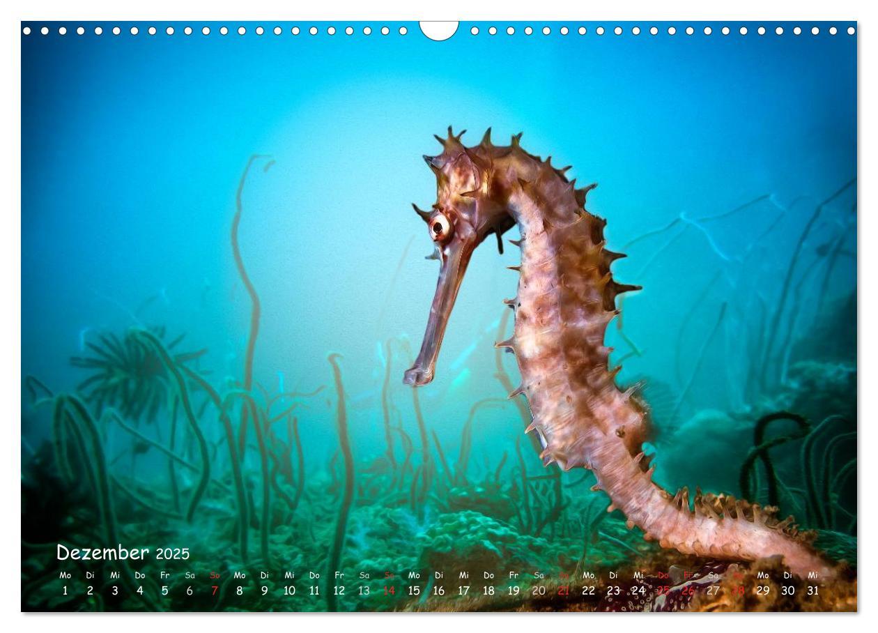 Bild: 9783435503797 | Hippocampus oder einfach nur Seepferdchen (Wandkalender 2025 DIN A3...