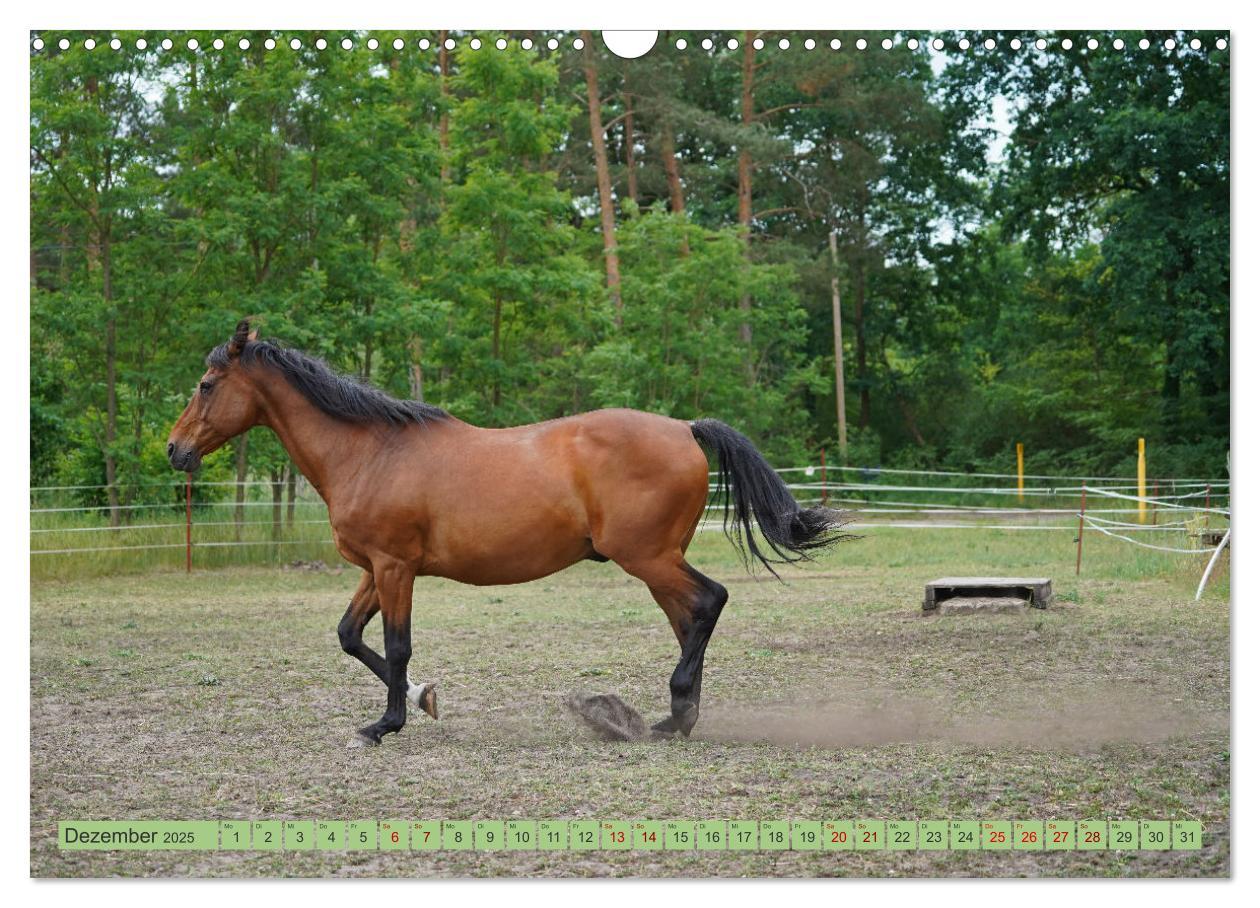 Bild: 9783383945854 | Faszination Trakehner (Wandkalender 2025 DIN A3 quer), CALVENDO...