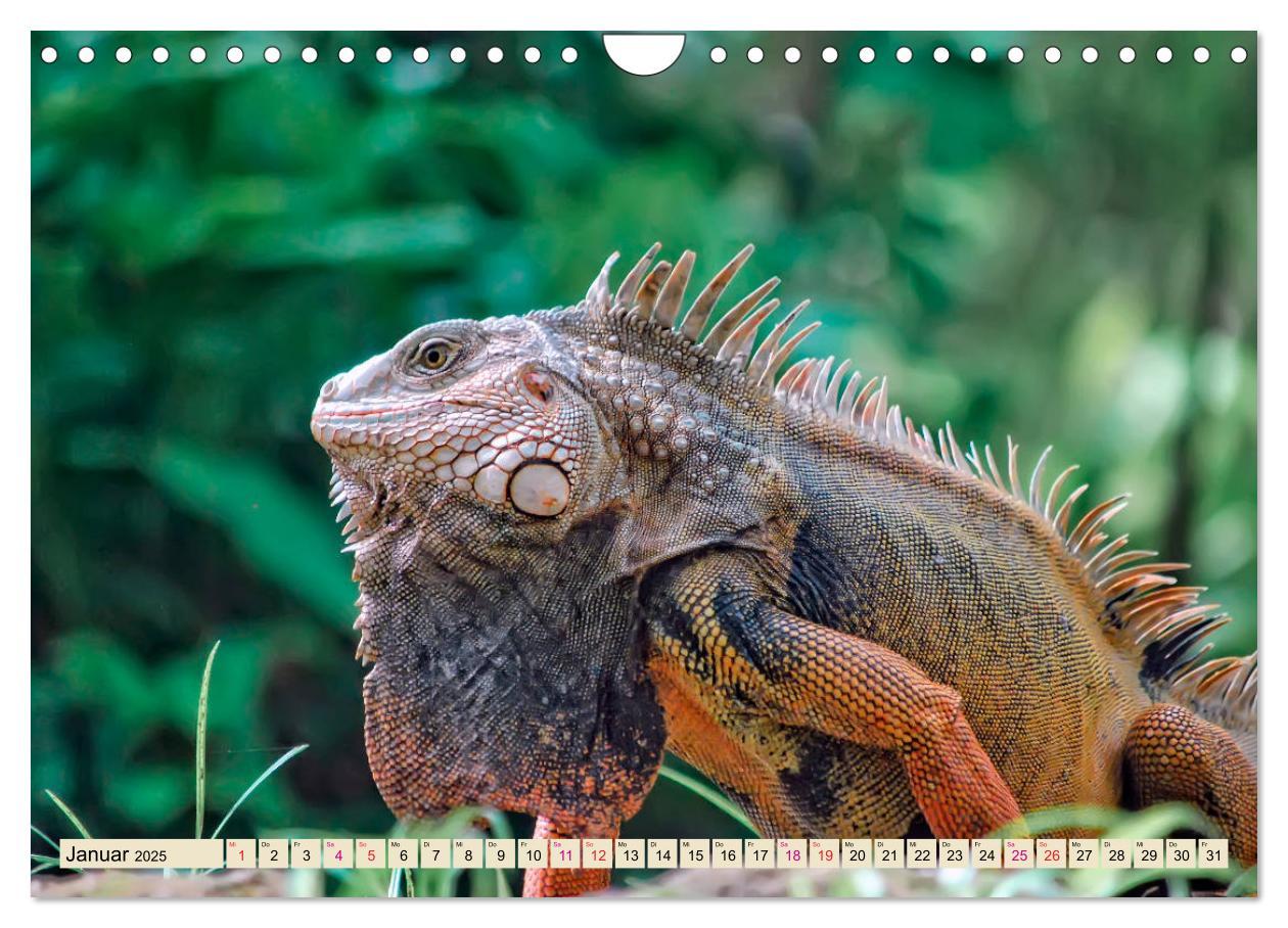 Bild: 9783435335930 | Wunderschöner Leguan (Wandkalender 2025 DIN A4 quer), CALVENDO...