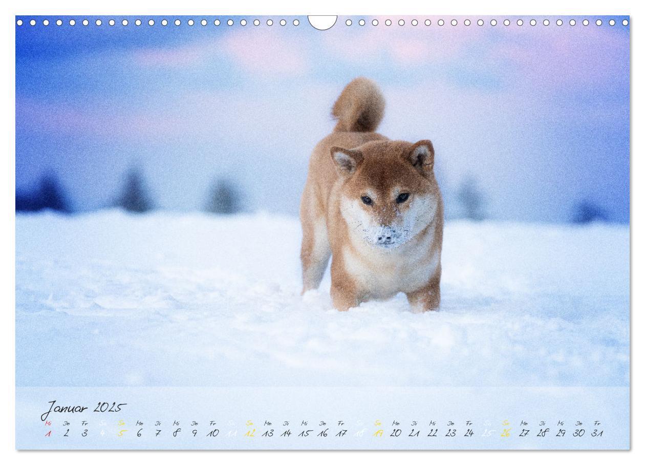 Bild: 9783435051502 | Shiba Inu - mutig, treu, selbstbewusst (Wandkalender 2025 DIN A3...