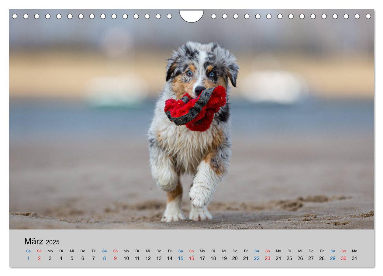 Bild: 9783435151394 | Australian Shepherd Welpen 2025 (Wandkalender 2025 DIN A4 quer),...