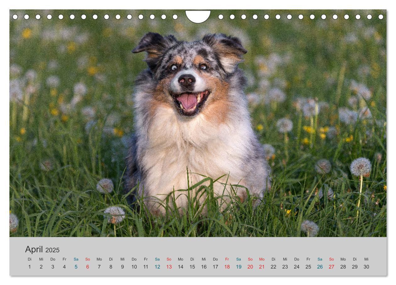 Bild: 9783435762880 | Mit Aussies unterwegs - Die bunte Welt der Australian Shepherds...