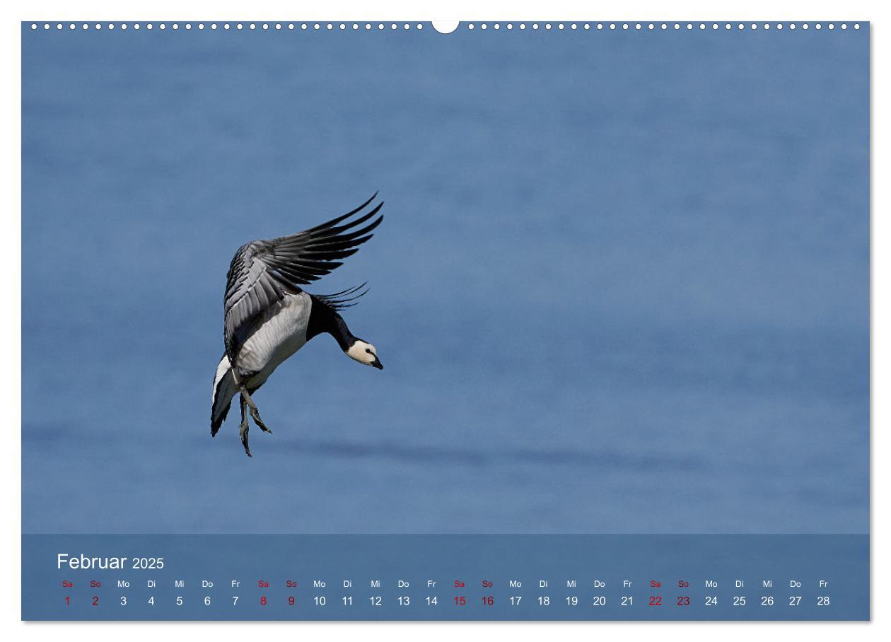 Bild: 9783435020027 | Vögel an Deutschlands Küsten (Wandkalender 2025 DIN A2 quer),...