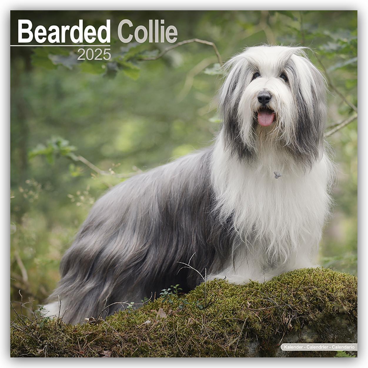 Cover: 9781804603116 | Bearded Collie 2025 - 16-Monatskalender | Avonside Publishing Ltd.