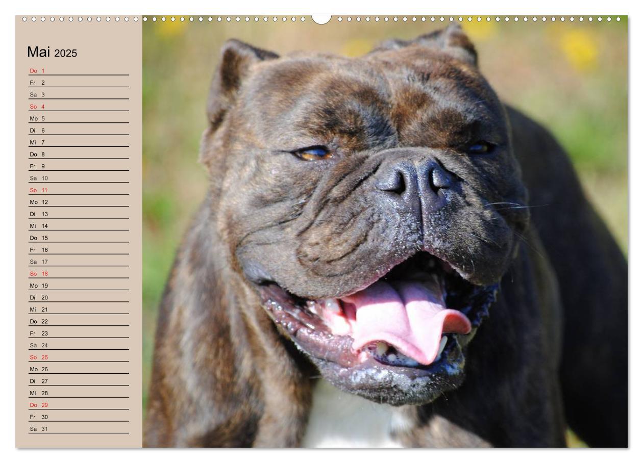 Bild: 9783435530861 | Faszination Bulldogge (hochwertiger Premium Wandkalender 2025 DIN...