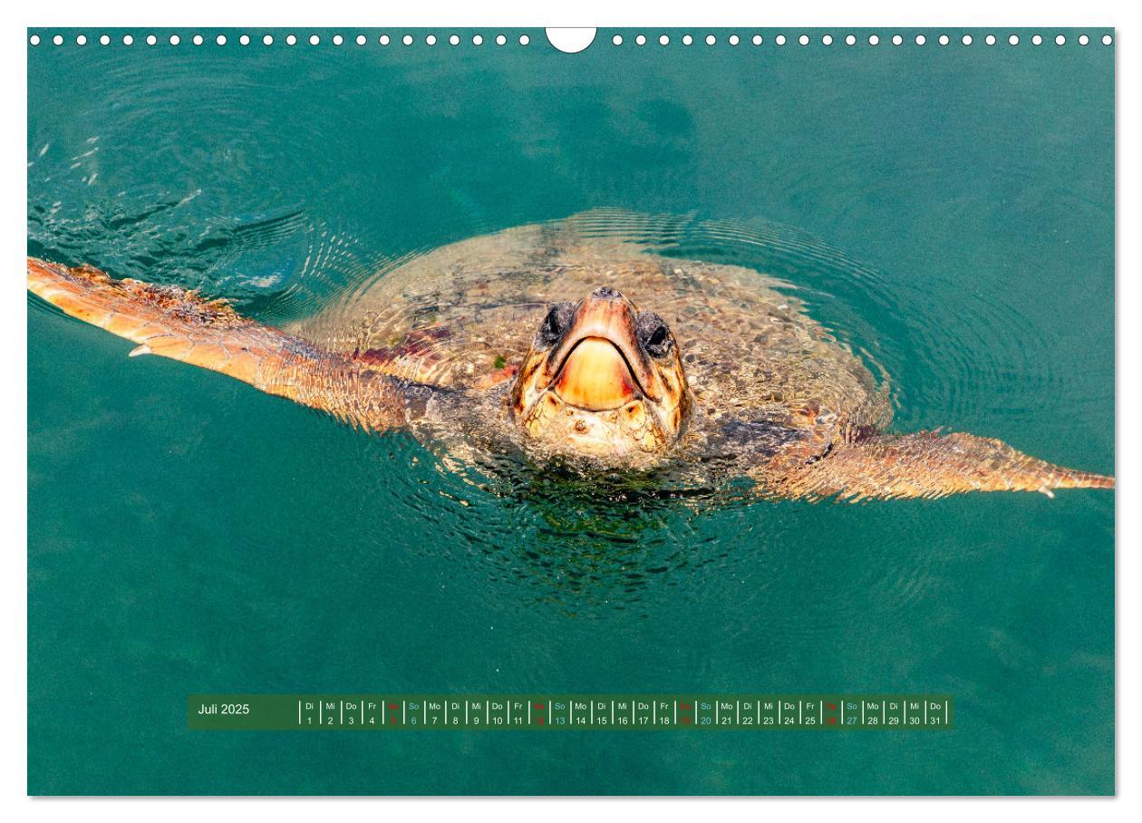 Bild: 9783383876868 | Kefalonia Kleine Juwelen im Ionischen Meer (Wandkalender 2025 DIN...