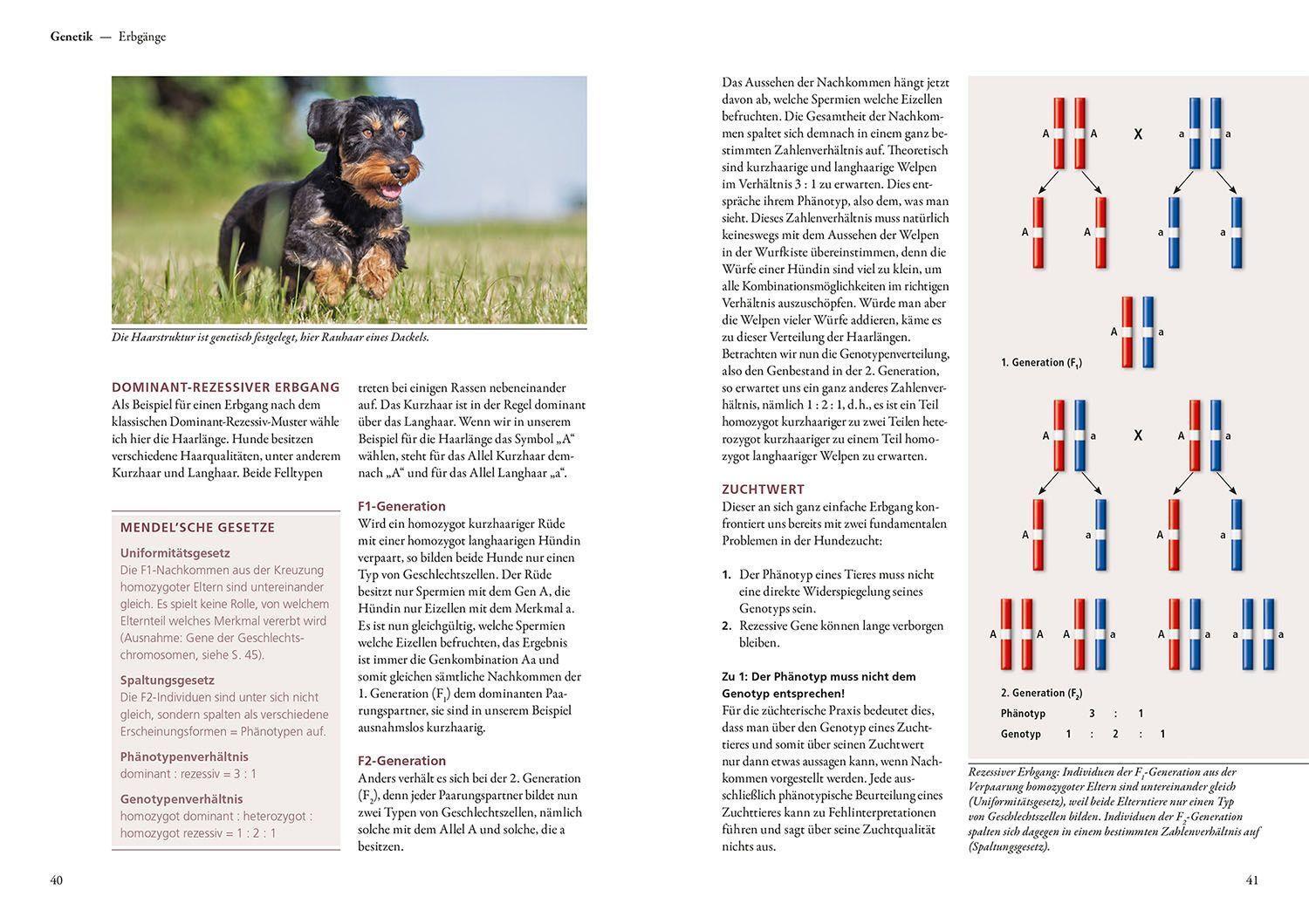 Bild: 9783440168011 | Hundezucht | Erfolgreich züchten auf Gesundheit, Leistung und Aussehen