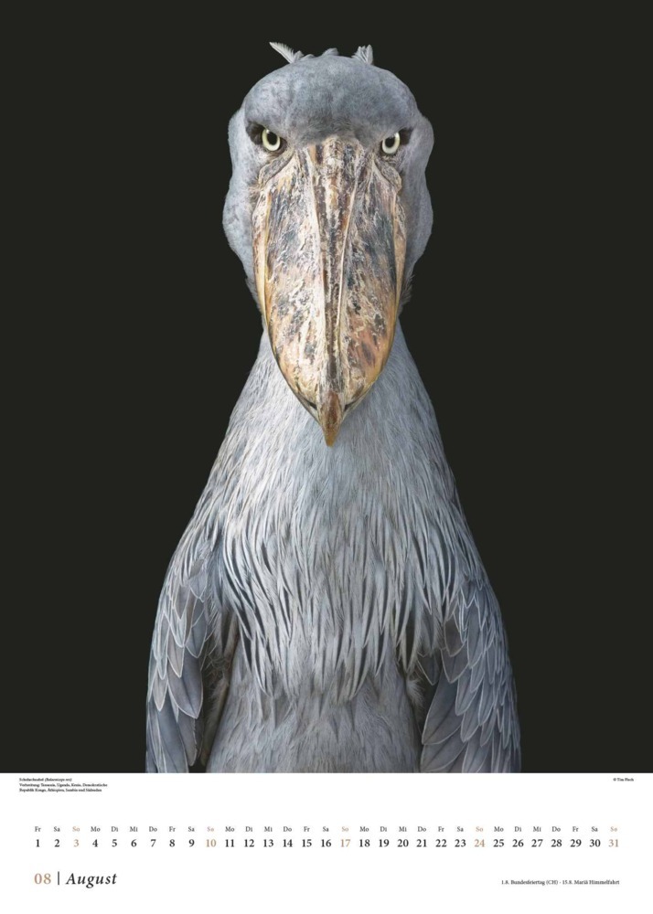 Bild: 4250809653549 | DUMONT - Tim Flach: Vögel 2025, 50x70cm, Posterkalender mit...