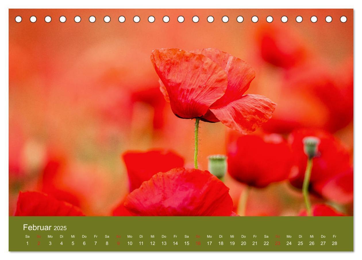 Bild: 9783435121458 | Mohnblumen Romantik (Tischkalender 2025 DIN A5 quer), CALVENDO...