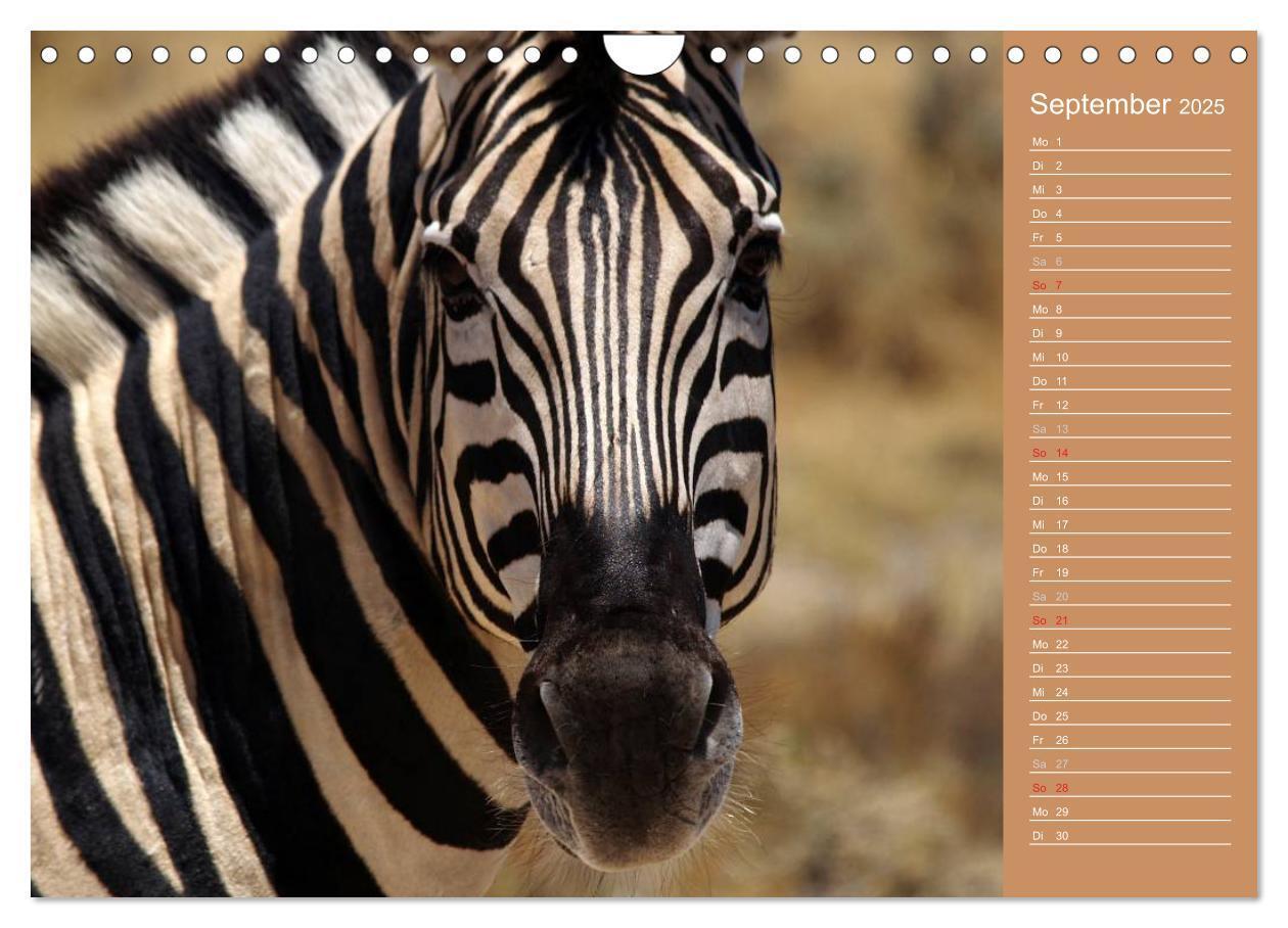 Bild: 9783435675487 | Afrika - Faszinierende Tierwelt (Wandkalender 2025 DIN A4 quer),...