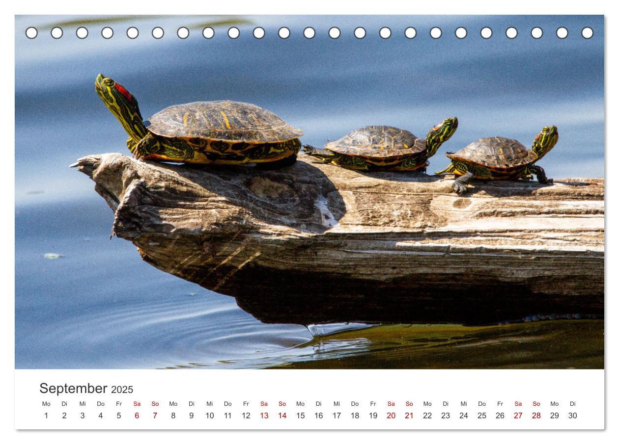 Bild: 9783383996610 | Schildkröten - Die gepanzerten Tiere. (Tischkalender 2025 DIN A5...