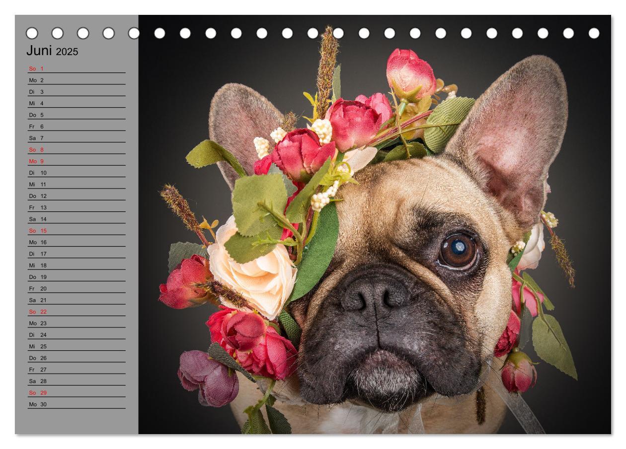 Bild: 9783435025626 | Bullymania - Französische Bulldoggen (Tischkalender 2025 DIN A5...