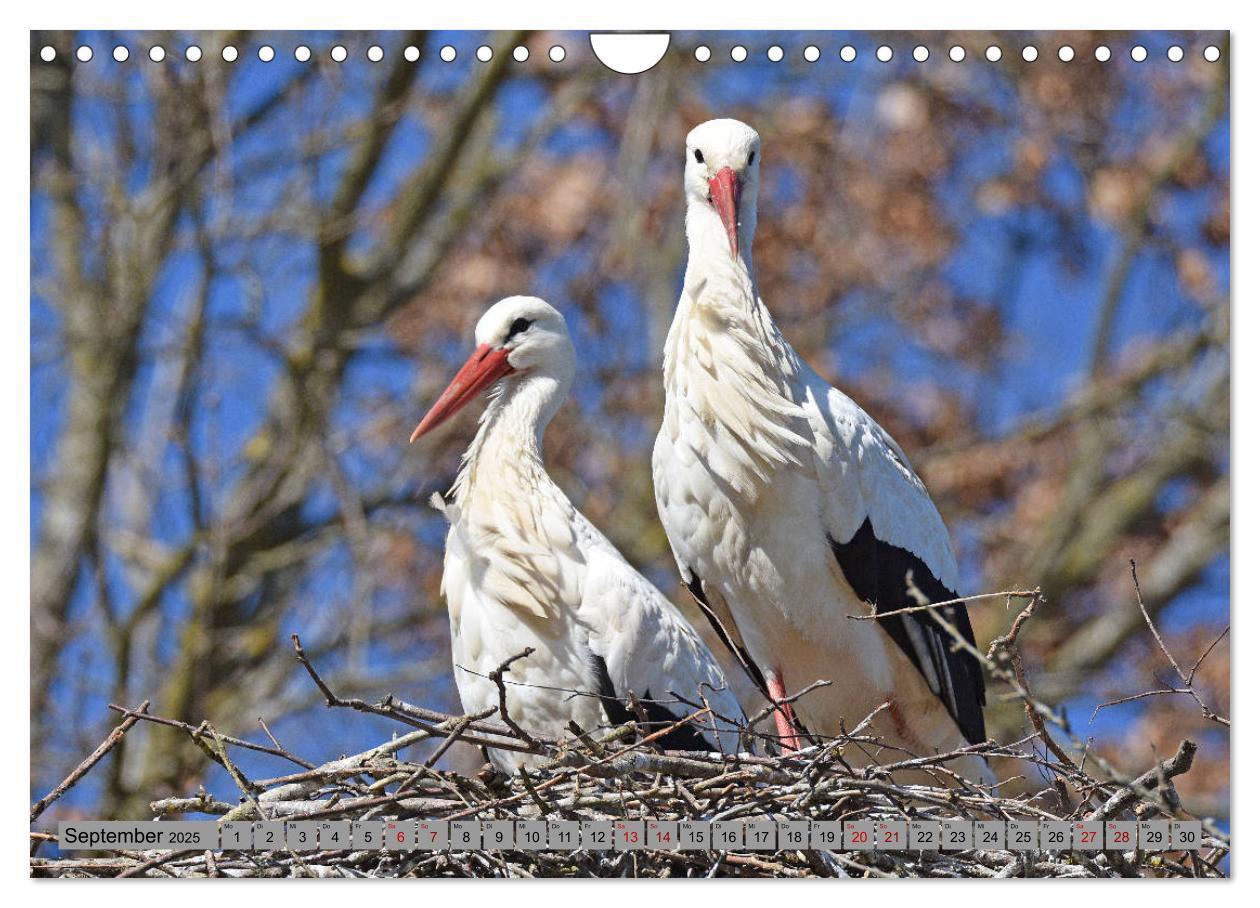 Bild: 9783435145720 | Zu Gast bei Familie Storch (Wandkalender 2025 DIN A4 quer),...