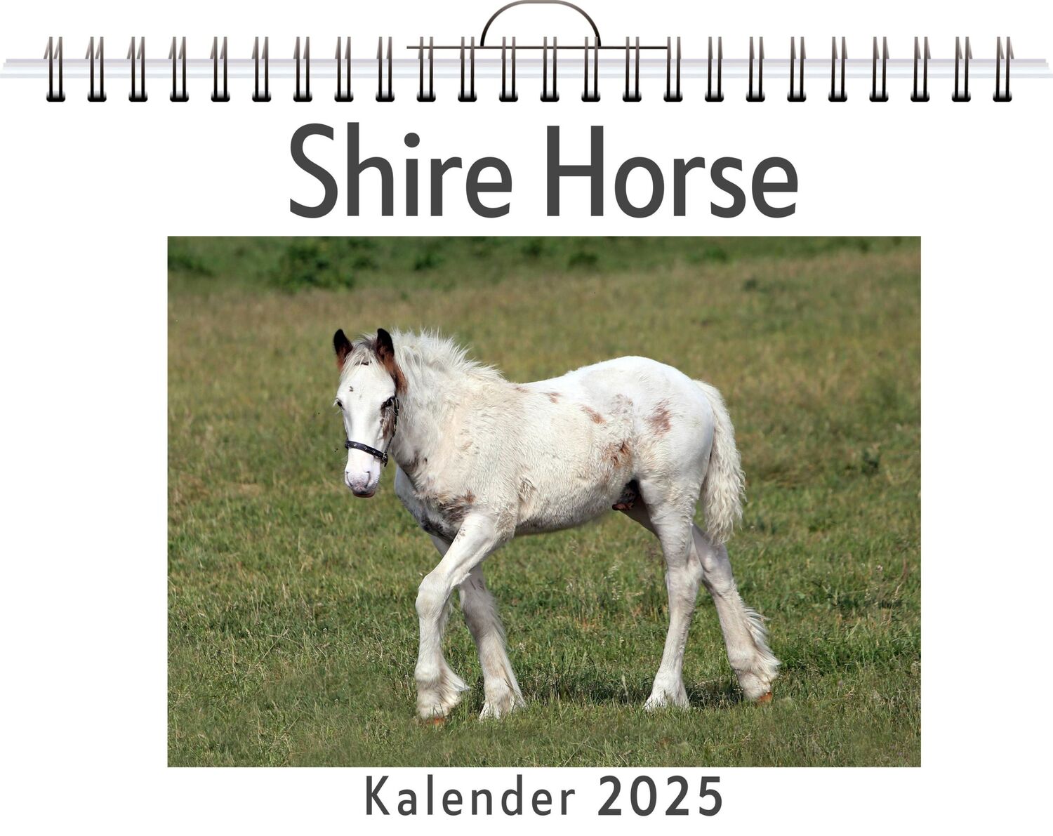 Cover: 9783759132116 | Shire Horse | Matteo Lehmann | Kalender | Kalender | 14 S. | Deutsch