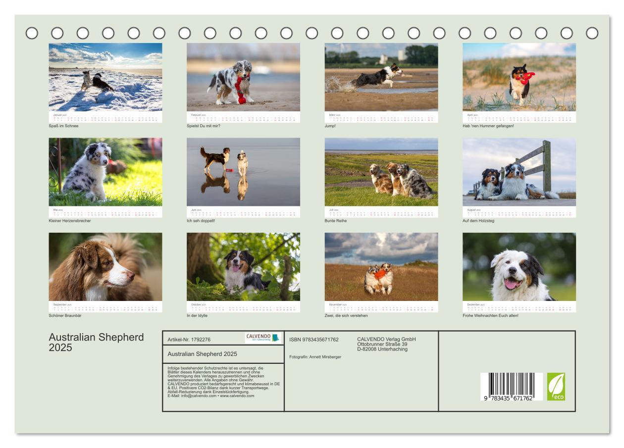 Bild: 9783435671762 | Australian Shepherd 2025 (Tischkalender 2025 DIN A5 quer), CALVENDO...