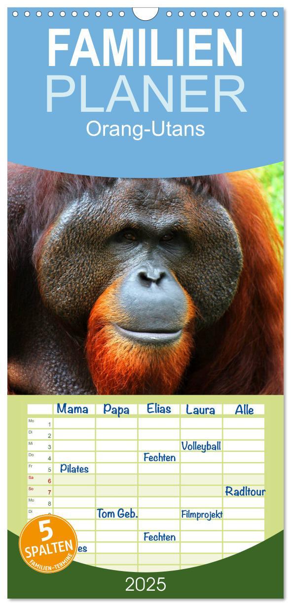 Cover: 9783457126585 | Familienplaner 2025 - Orang-Utans mit 5 Spalten (Wandkalender, 21 x...