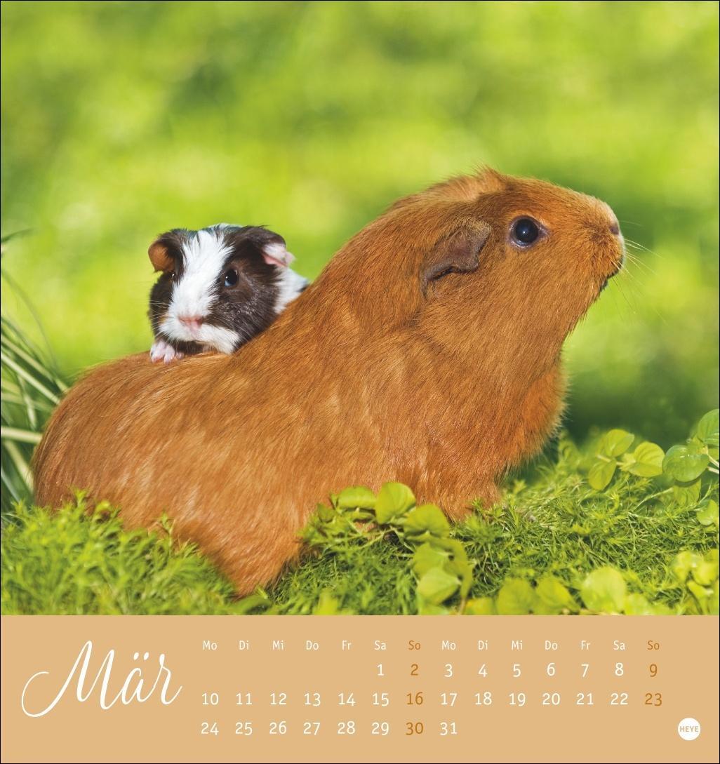 Bild: 9783756407101 | Kuschelige Meerschweinchen Postkartenkalender 2025 | Kalender | 13 S.