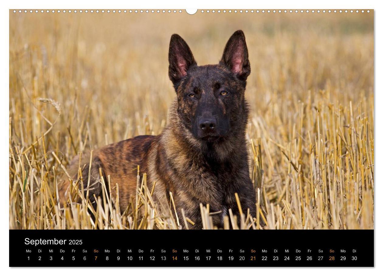 Bild: 9783435686681 | Holländischer Schäferhund (Wandkalender 2025 DIN A2 quer), CALVENDO...