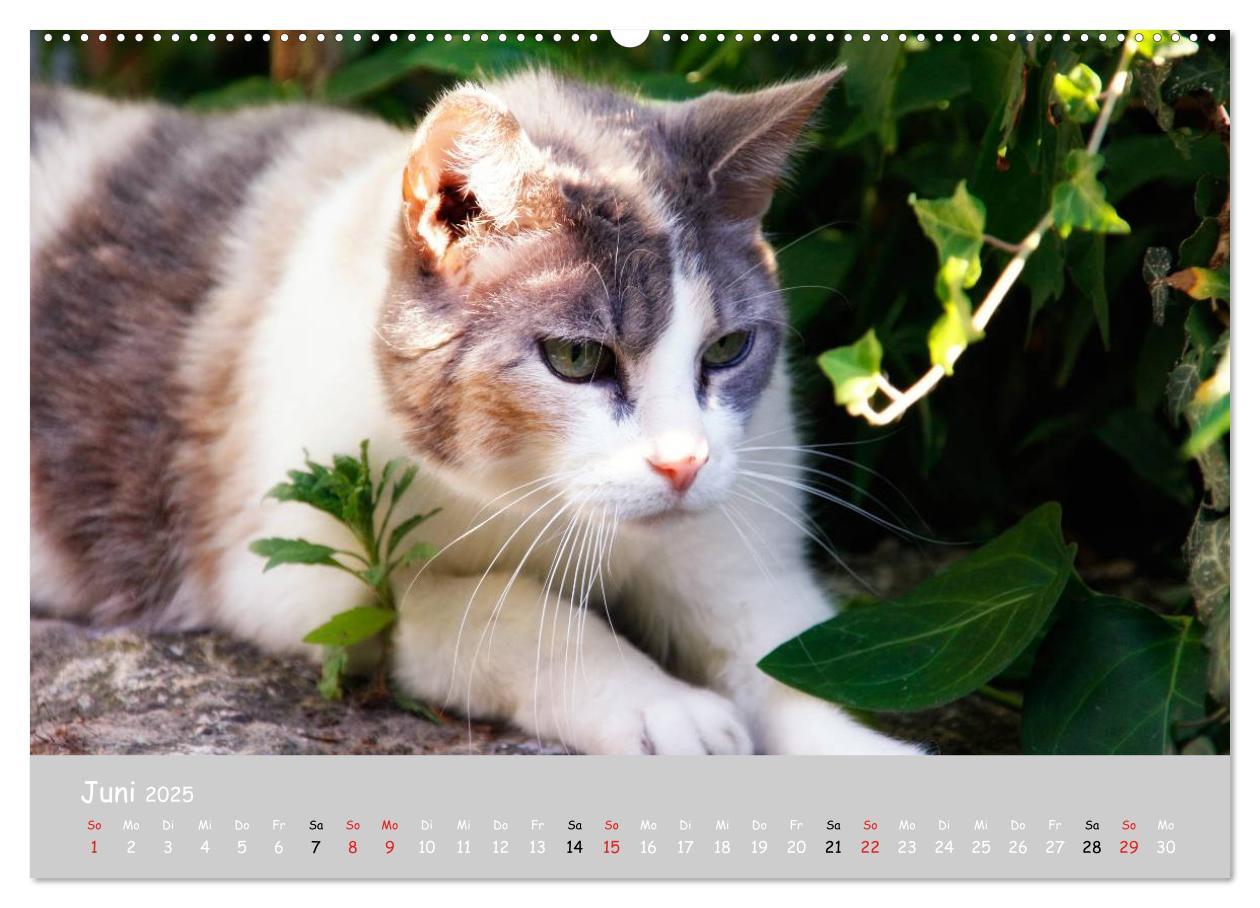 Bild: 9783435784752 | Katzen des Südens (hochwertiger Premium Wandkalender 2025 DIN A2...