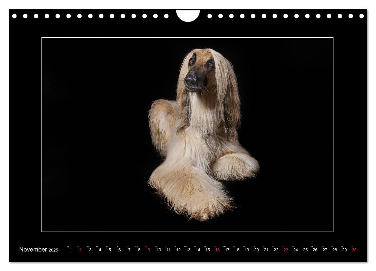 Bild: 9783435177707 | Windhunde - Schnelle Schönheiten (Wandkalender 2025 DIN A4 quer),...