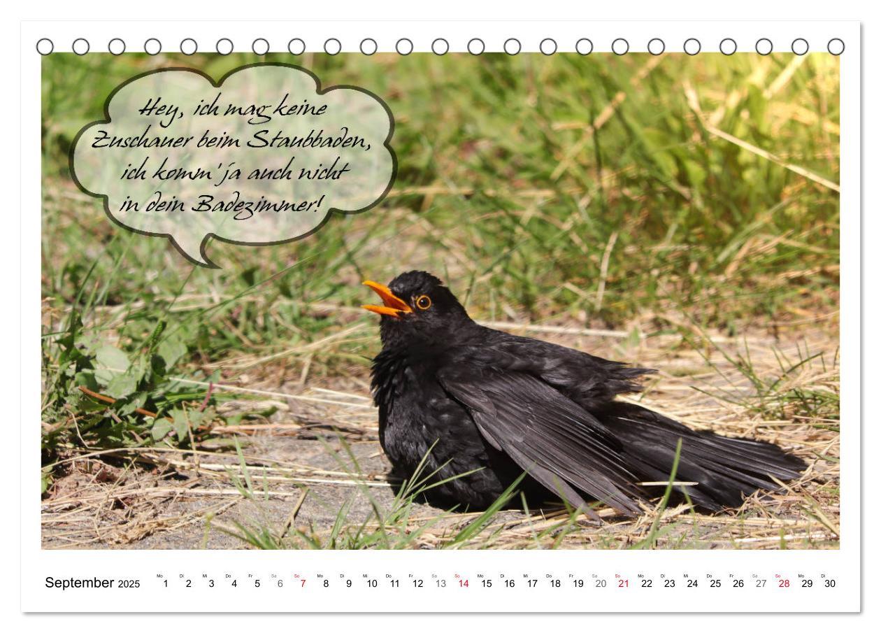 Bild: 9783435113446 | Vögel mit Humor (Tischkalender 2025 DIN A5 quer), CALVENDO...