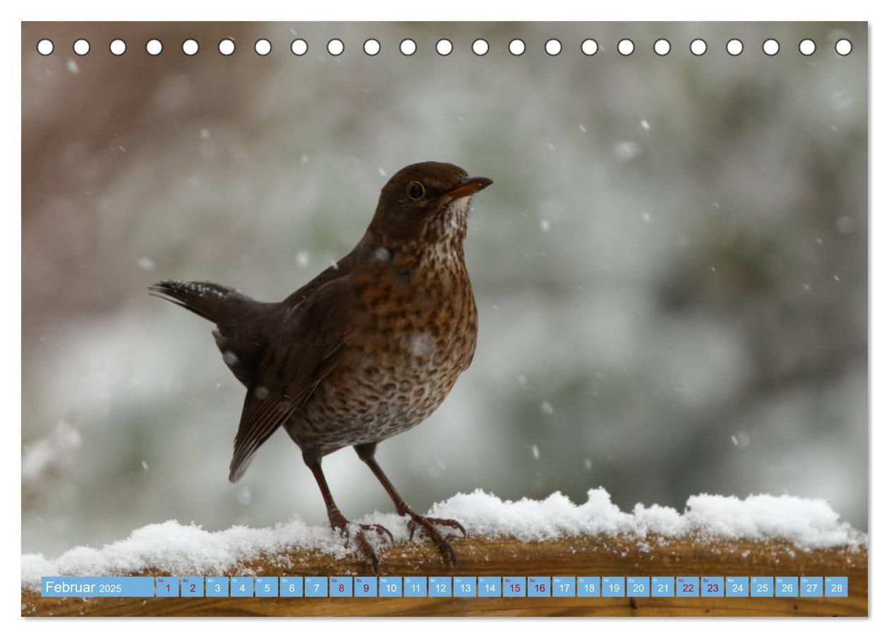 Bild: 9783435022748 | Amsel - Schwarzdrossel fotografiert von Ostfriesenfotografie...