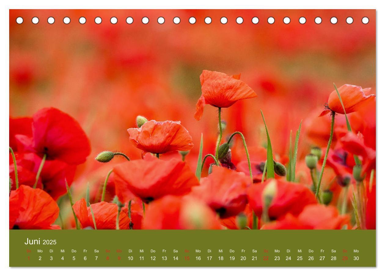 Bild: 9783435121458 | Mohnblumen Romantik (Tischkalender 2025 DIN A5 quer), CALVENDO...