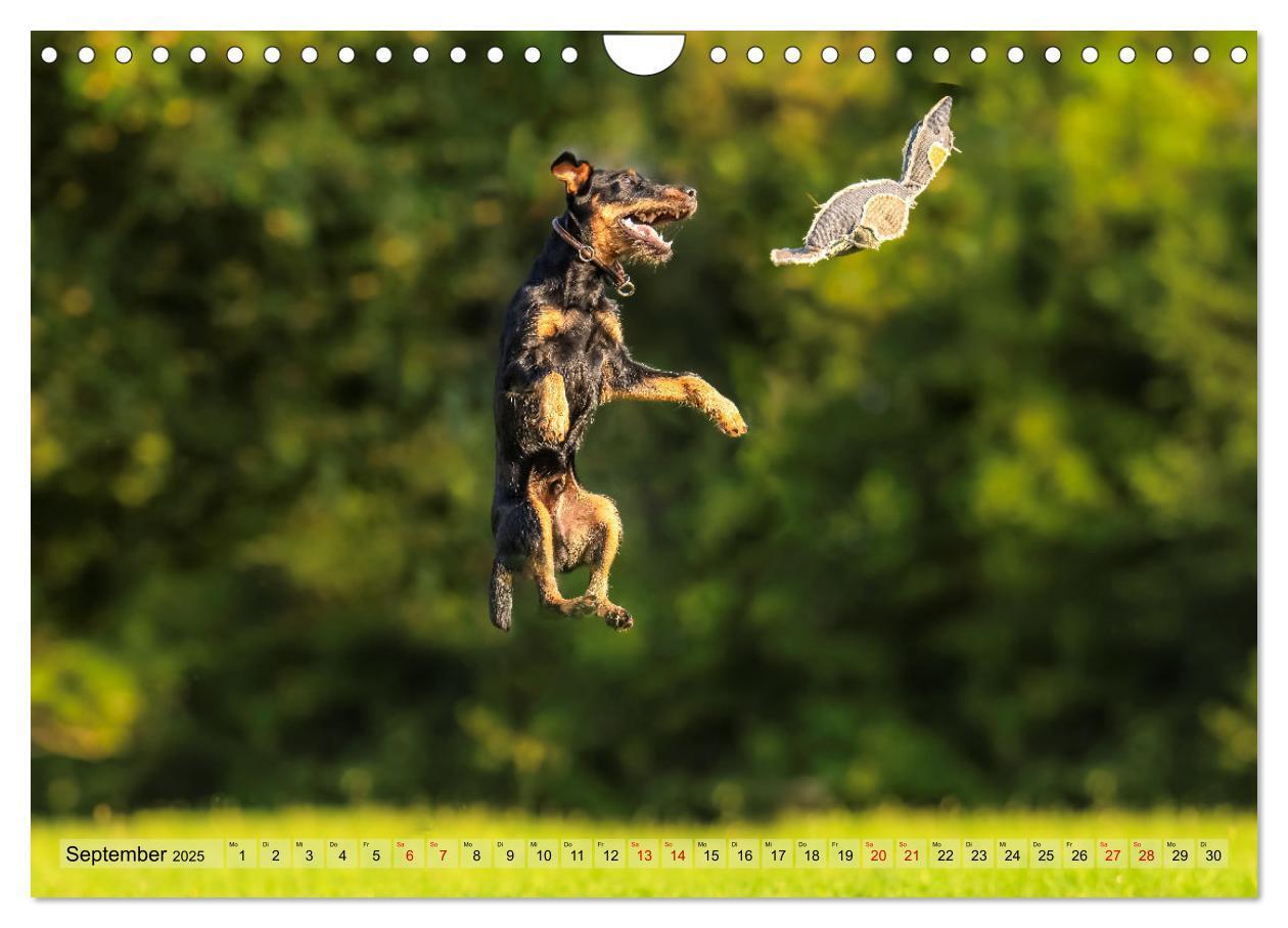 Bild: 9783457190043 | Deutscher Terrier - ein leidenschaftlicher Jäger (Wandkalender 2025...