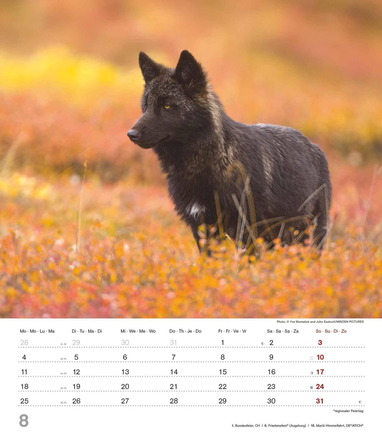 Bild: 4251732342166 | Mythos Wolf 2025 - Foto-Kalender - Wand-Kalender - 30x34 | Wild Wolves