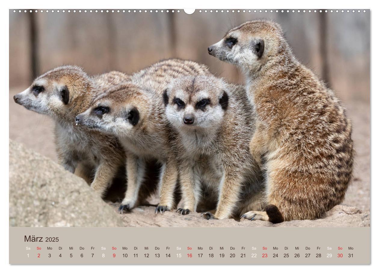 Bild: 9783435210640 | Quirlige Erdmännchen (Wandkalender 2025 DIN A2 quer), CALVENDO...