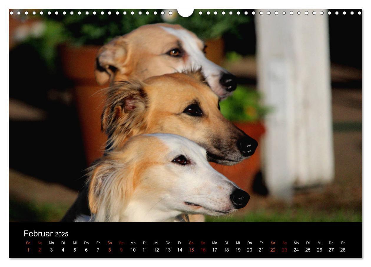 Bild: 9783435433308 | Der Silken Windsprite - ein Seelenhund (Wandkalender 2025 DIN A3...