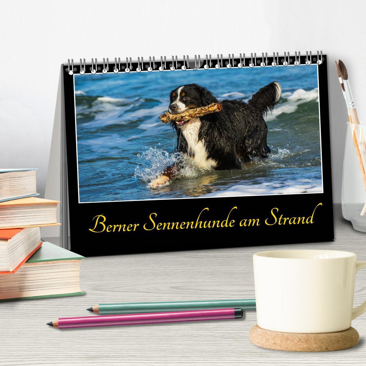 Bild: 9783435515783 | Berner Sennenhunde am Strand (Tischkalender 2025 DIN A5 quer),...