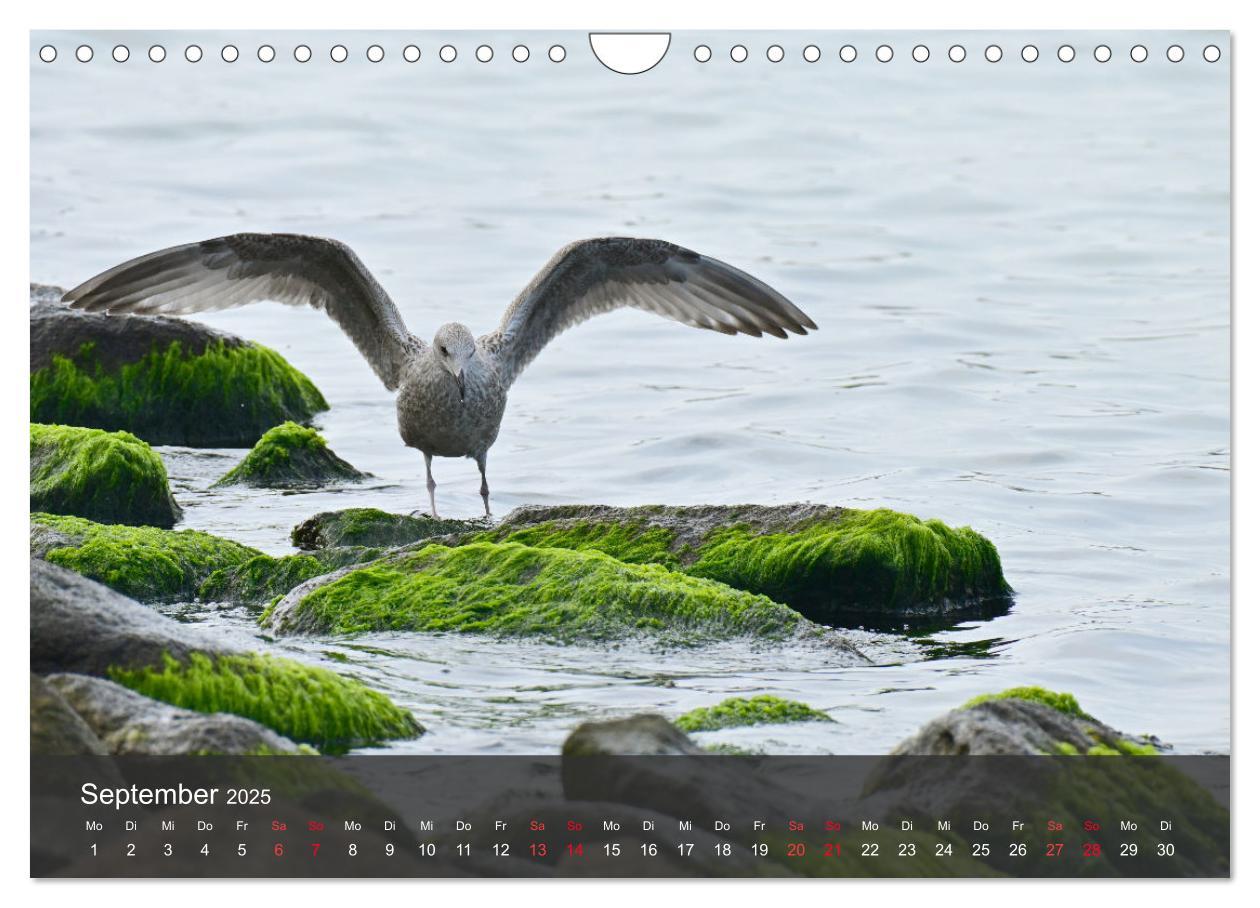 Bild: 9783383926334 | Strand und Küste - Möwen (Wandkalender 2025 DIN A4 quer), CALVENDO...