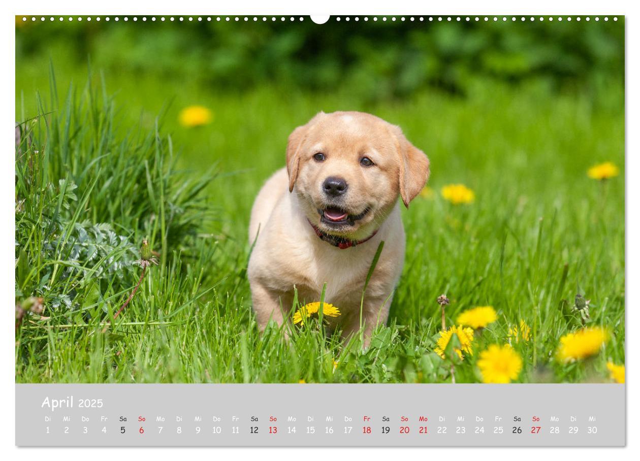 Bild: 9783435531554 | Liebenswerter Labrador 2025 (Wandkalender 2025 DIN A2 quer),...