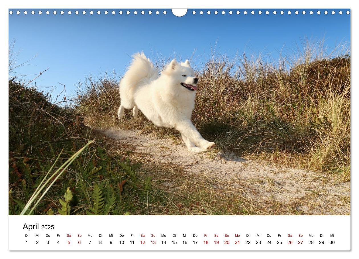 Bild: 9783435016099 | Ein Samojede am Meer (Wandkalender 2025 DIN A3 quer), CALVENDO...