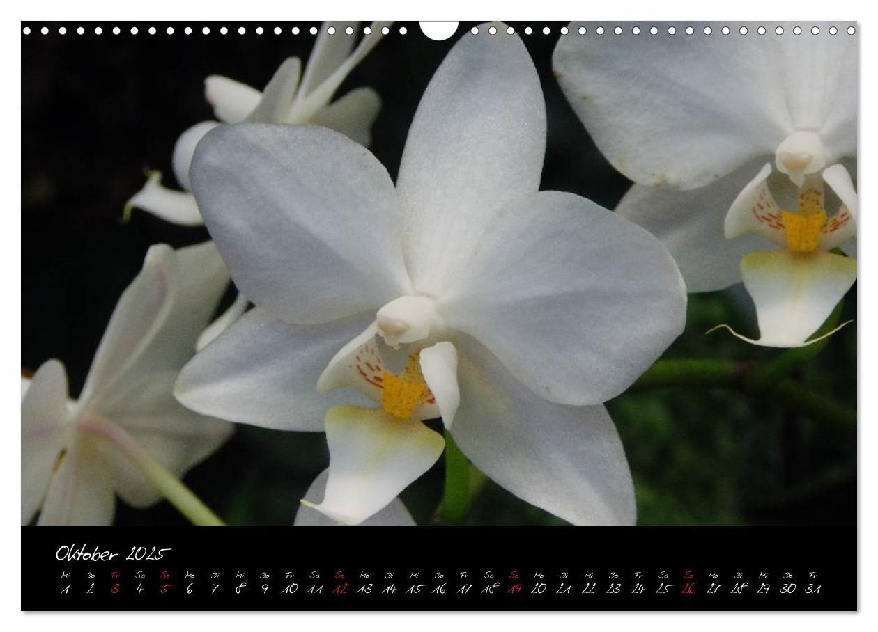 Bild: 9783435822119 | Farbenreiche Orchideen (Wandkalender 2025 DIN A3 quer), CALVENDO...