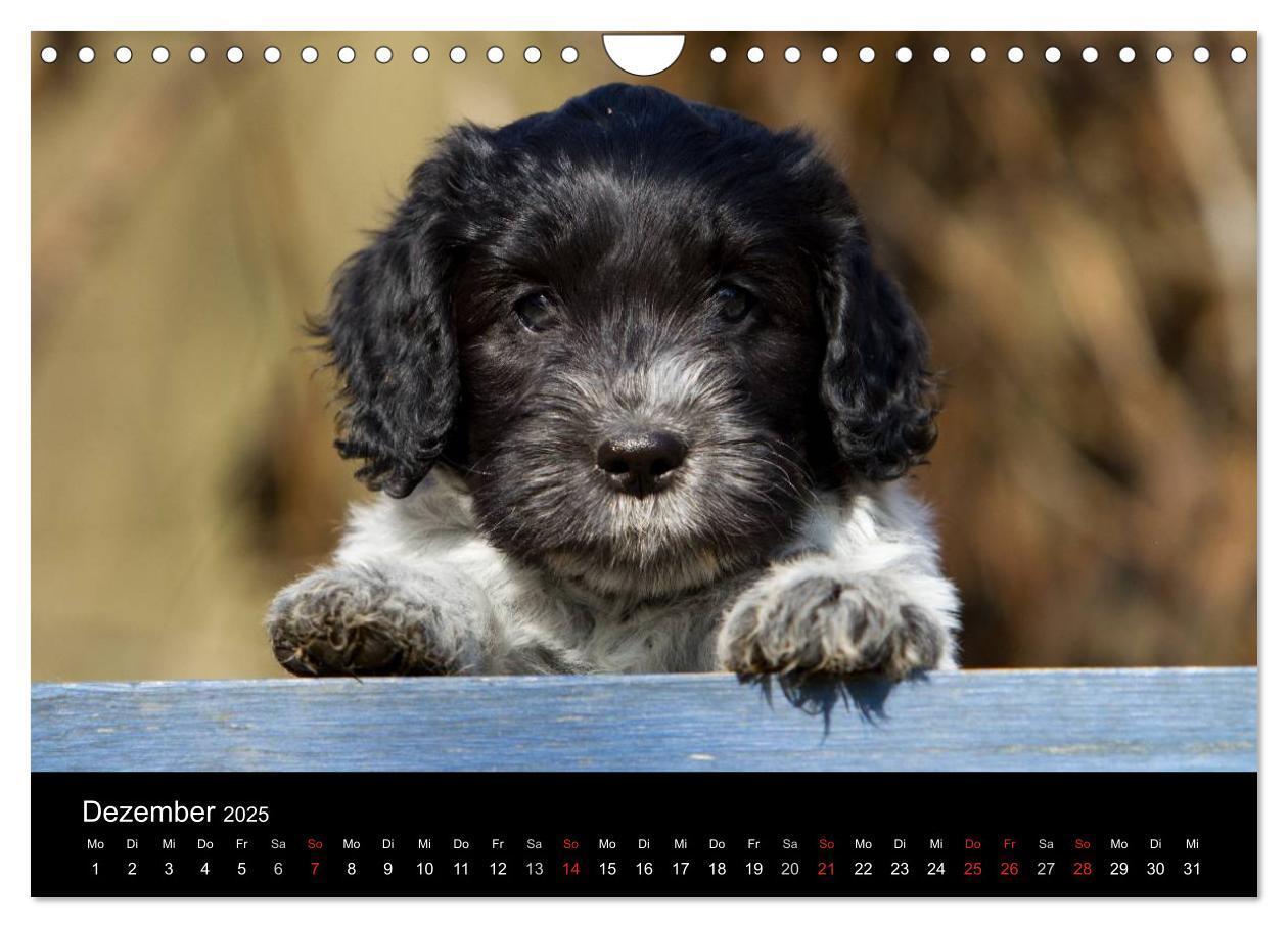 Bild: 9783435834389 | Hundewelpen (Wandkalender 2025 DIN A4 quer), CALVENDO Monatskalender