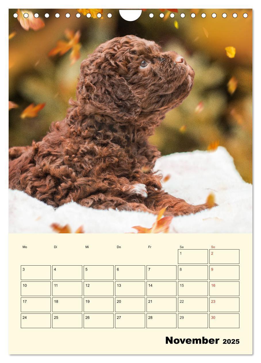 Bild: 9783435952618 | Jahresplaner Lagotto Romagnolo Welpen (Wandkalender 2025 DIN A4...