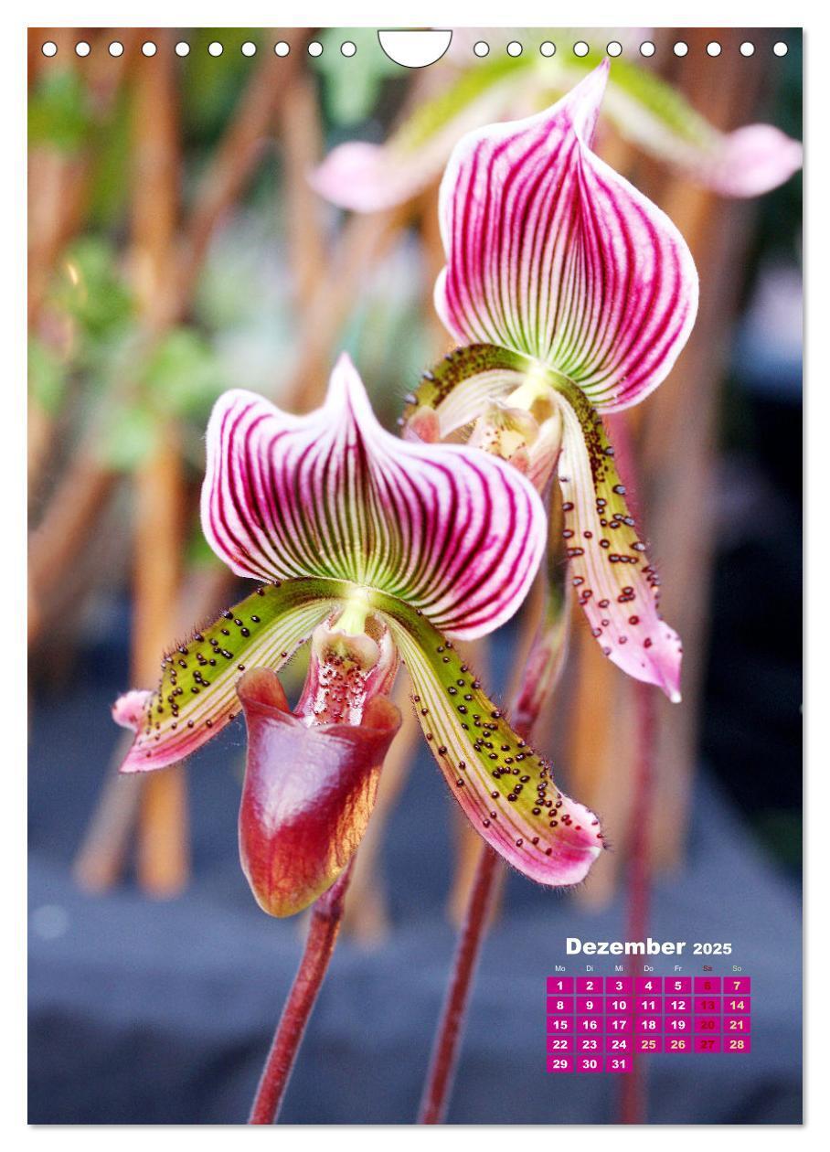 Bild: 9783435903740 | Traumhafte Orchideen (Wandkalender 2025 DIN A4 hoch), CALVENDO...