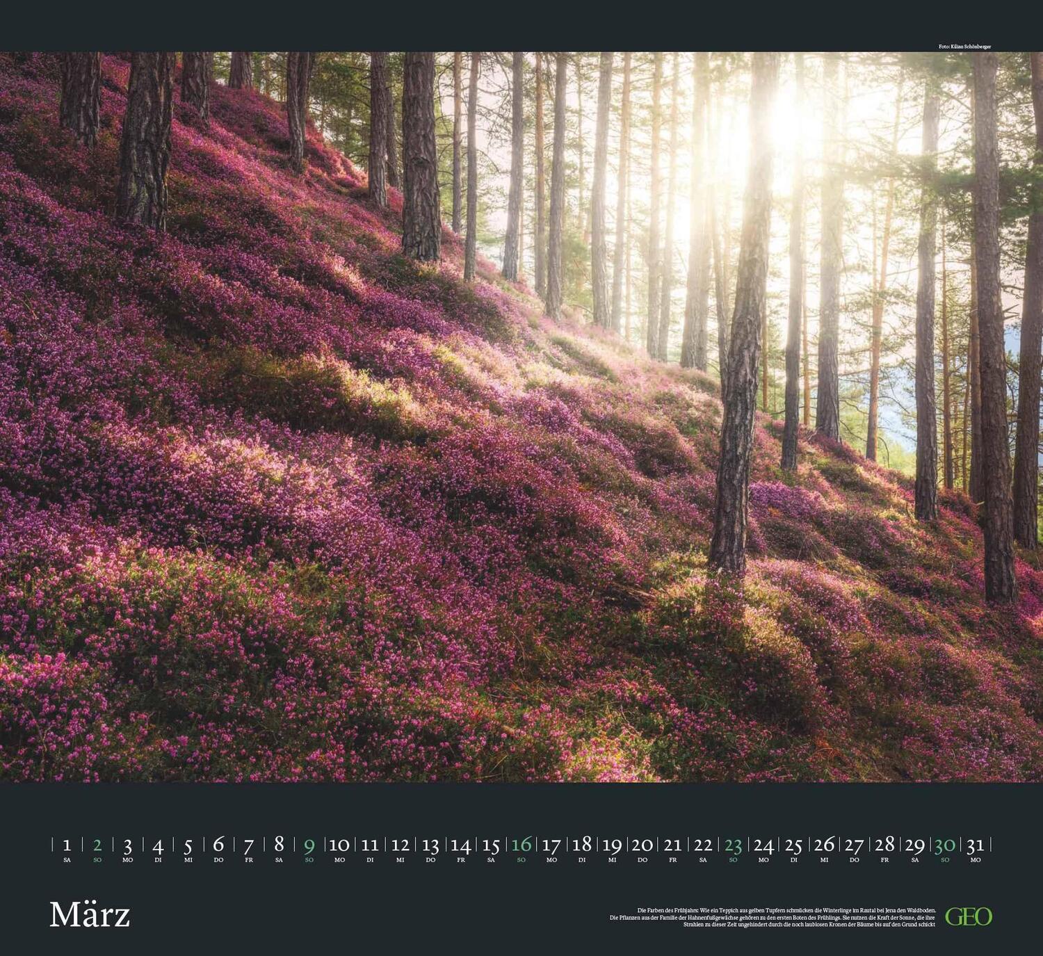 Bild: 4002725988683 | GEO Kalender: Sehnsucht Wald 2025 - Wand-Kalender - Natur-Kalender...