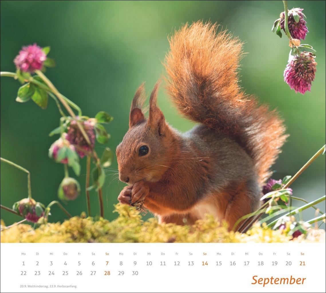 Bild: 9783756406869 | Eichhörnchen Bildkalender 2025 | Kalender | times&amp;more Kalender Heye