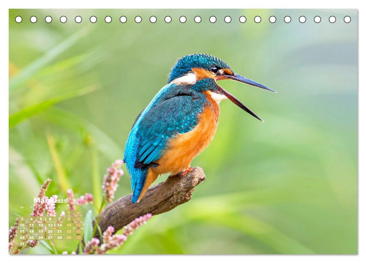 Bild: 9783383875182 | Amsel, Fink und Star: Heimische Vögel (Tischkalender 2025 DIN A5...