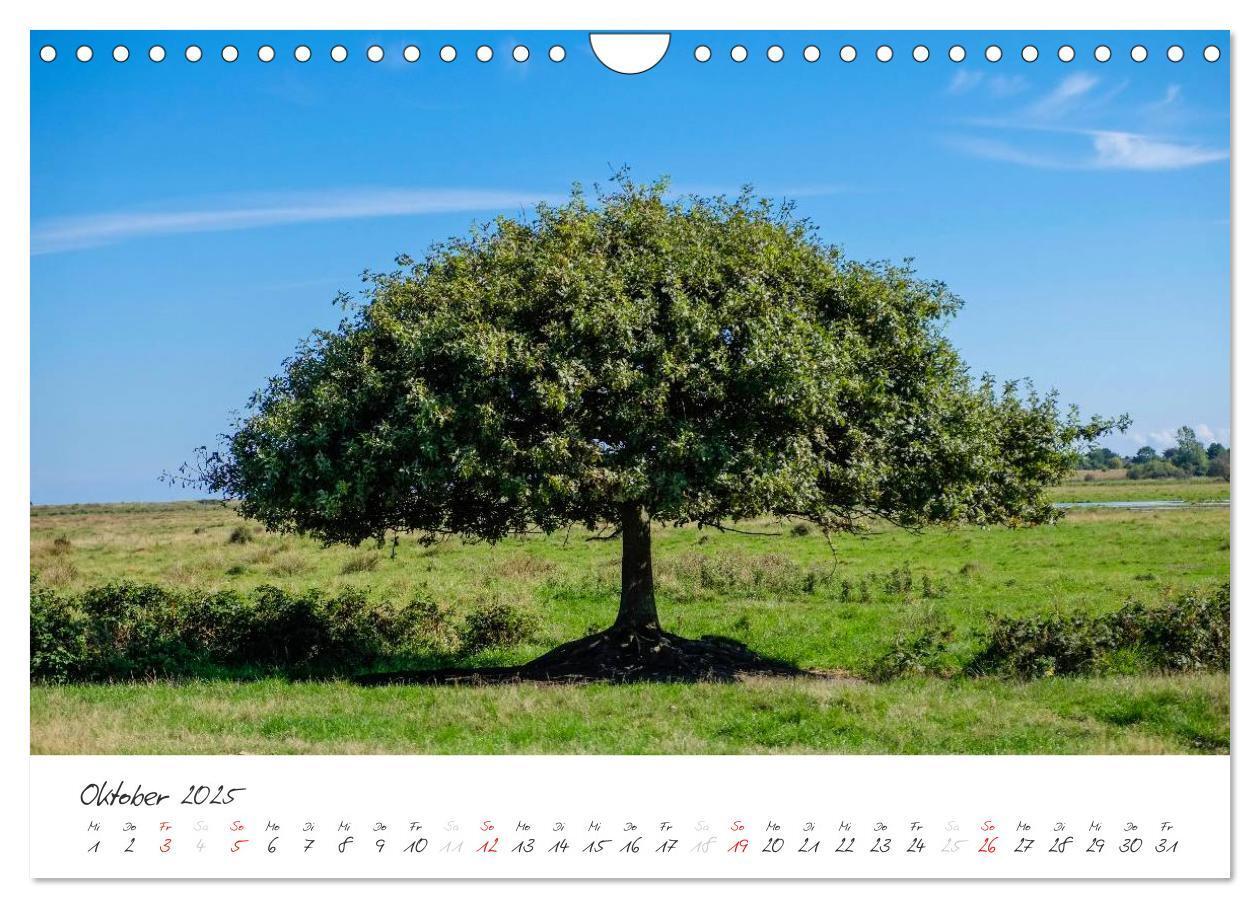 Bild: 9783435644032 | Geltinger Birk (Wandkalender 2025 DIN A4 quer), CALVENDO...