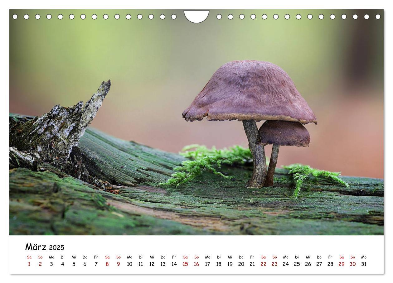 Bild: 9783435332007 | Pilzgalerie - Die bunte Welt der Baumpilze (Wandkalender 2025 DIN...