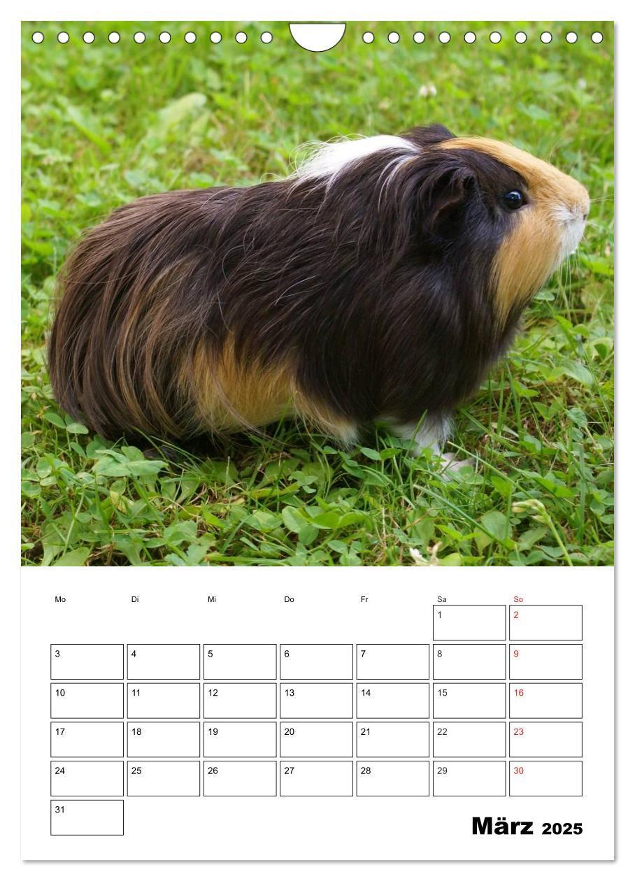 Bild: 9783457014820 | Meerschweinchen Terminplaner (Wandkalender 2025 DIN A4 hoch),...