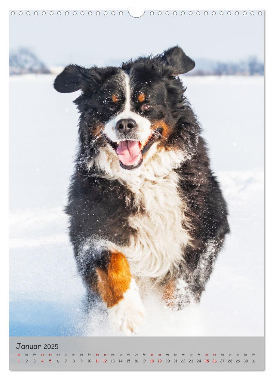 Bild: 9783457159194 | Berner Sennenhund - Ein Hund für alle Fälle (Wandkalender 2025 DIN...